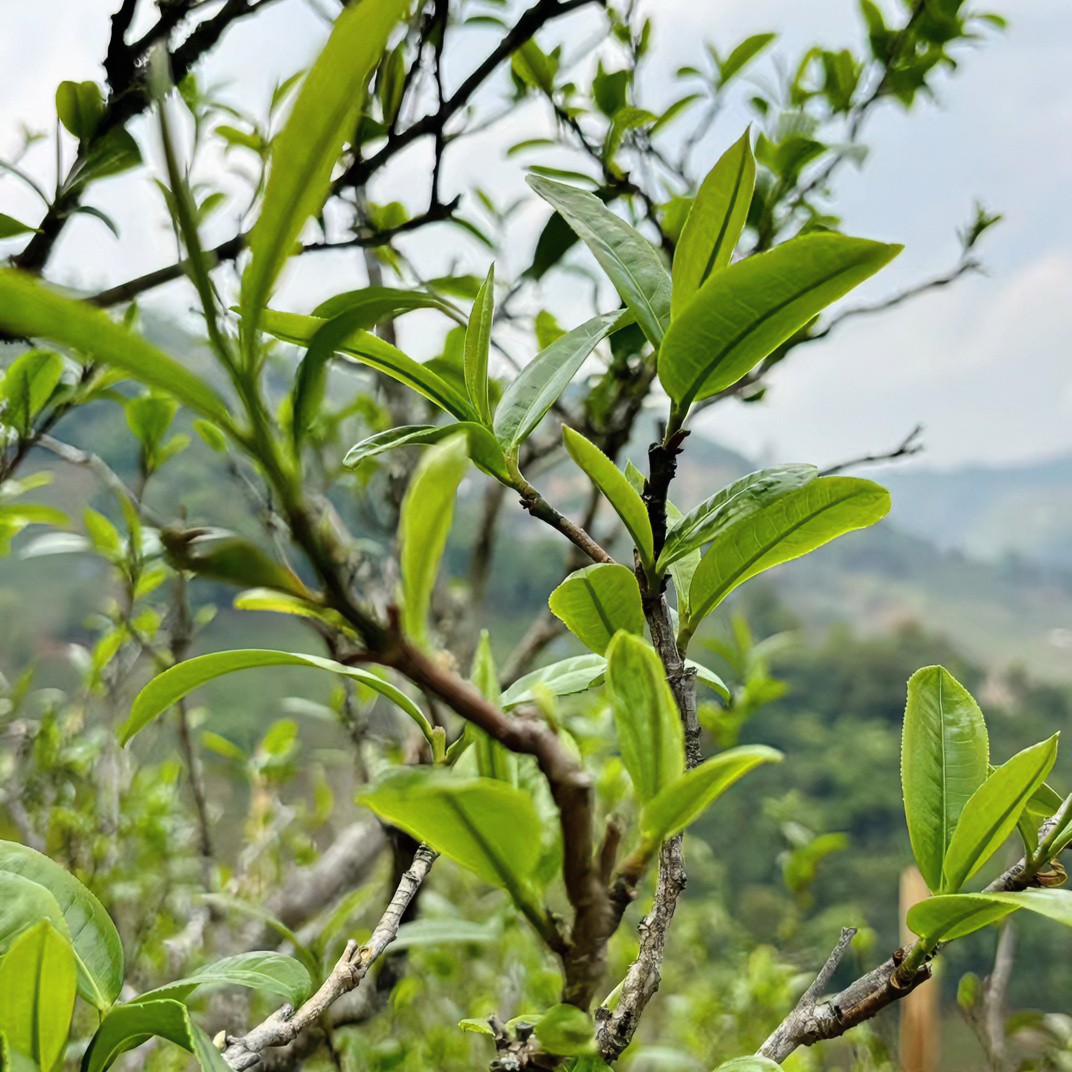 【昔归老寨五十六號】昔归忙麓山24年古树头春头采春茶散料50克