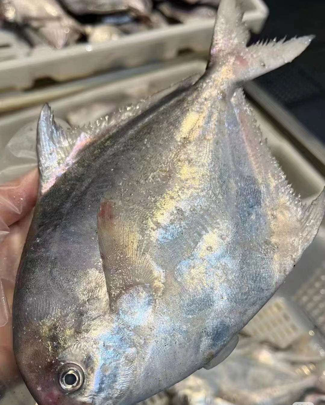 【超大号】野生银鲳鱼 鲳鱼 平鱼 一斤2条 稀少懂货的拍 独立包装