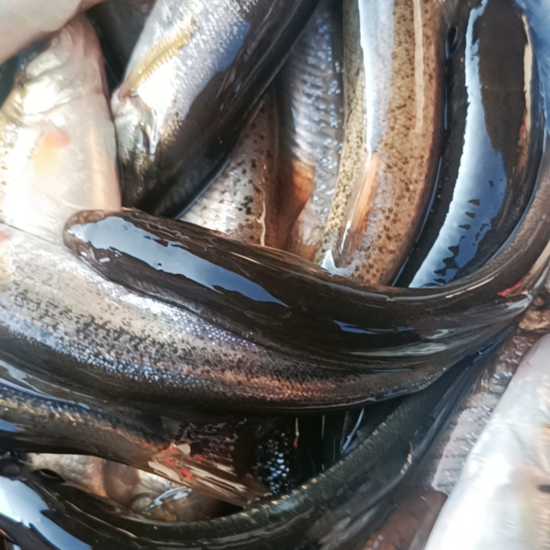 东北大兴安岭特产/野生柳根鱼/北极神柳/鲜活速冻顺丰发货