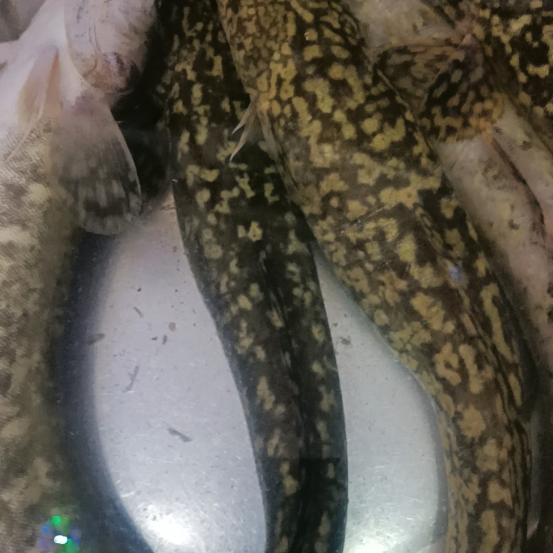 大兴安岭野生鲜活速冻花鲶鱼（一袋2斤）