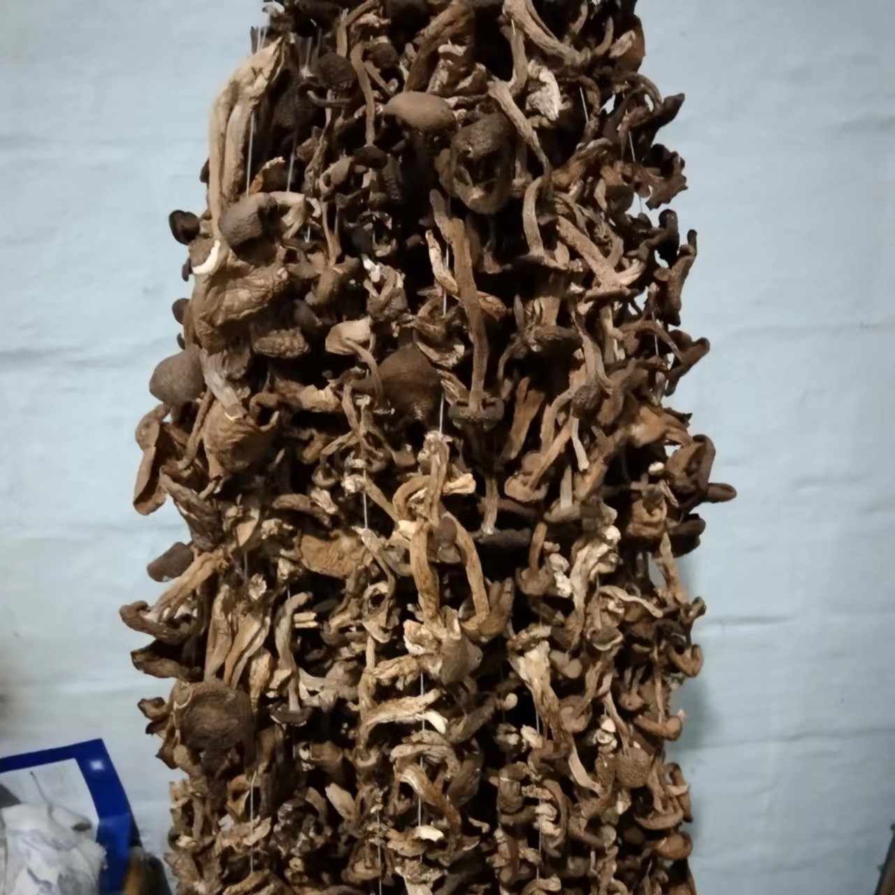 大兴安岭野生干毛尖蘑500克