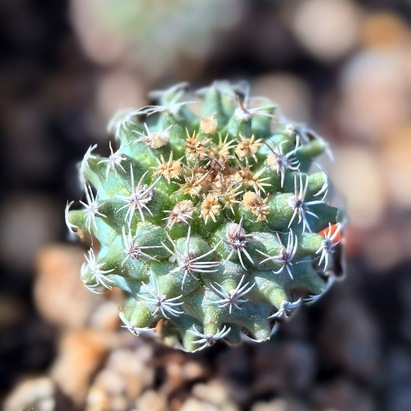 实生红花海胆娇丽仙人球多肉植物花卉绿植室内盆栽阳台四季好养