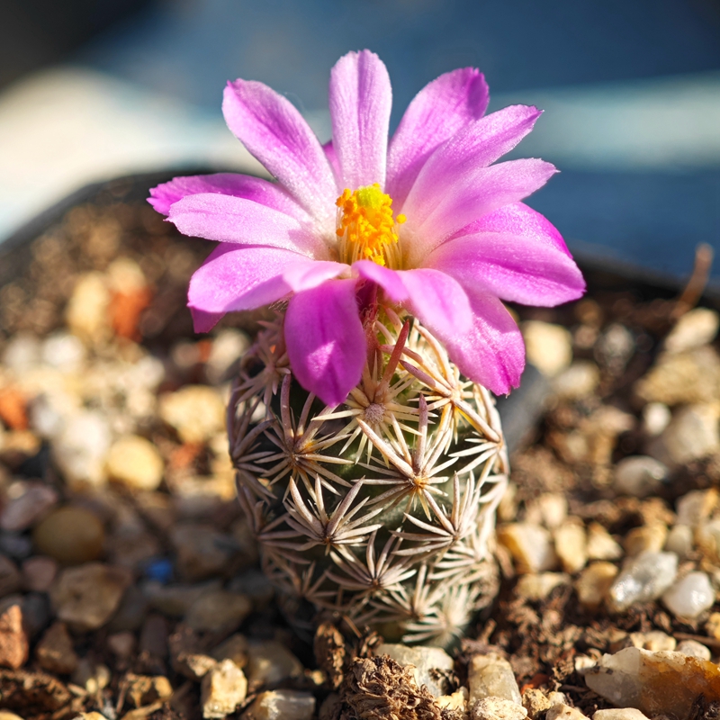 实生粉花紫王子松球属仙人球多肉植物花卉绿植室内盆栽四季好养