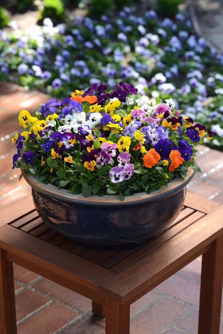 冬日小精灵角堇三色堇阳台庭院耐寒好养冬天开花植物