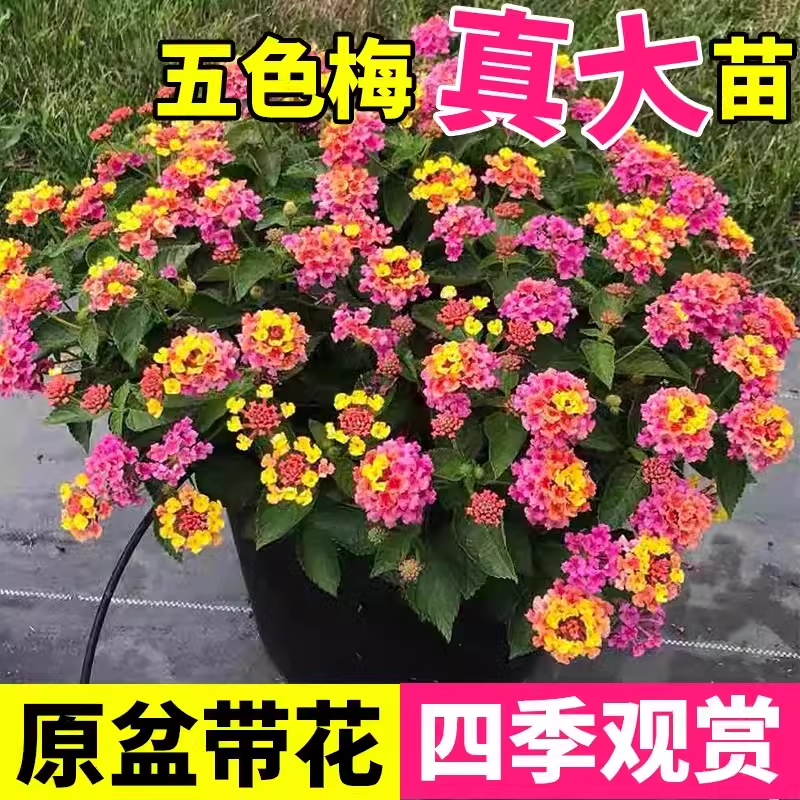 五色梅盆栽耐热耐晒阳台庭院花园植物五色梅棒棒糖四季花卉马樱丹