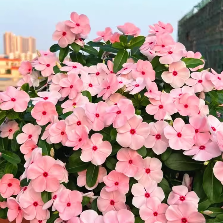 天天开日日春盆栽成品带花和花苞发货阳台庭院耐热耐嗮花卉好养