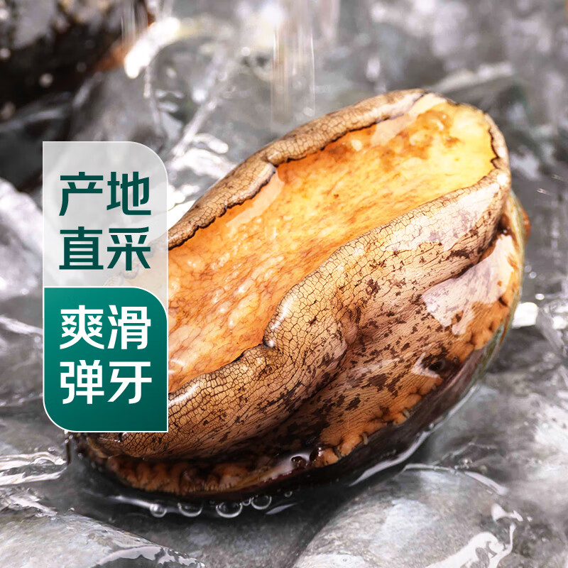 【火锅季】鲜活大鲍鱼1只(45g起)