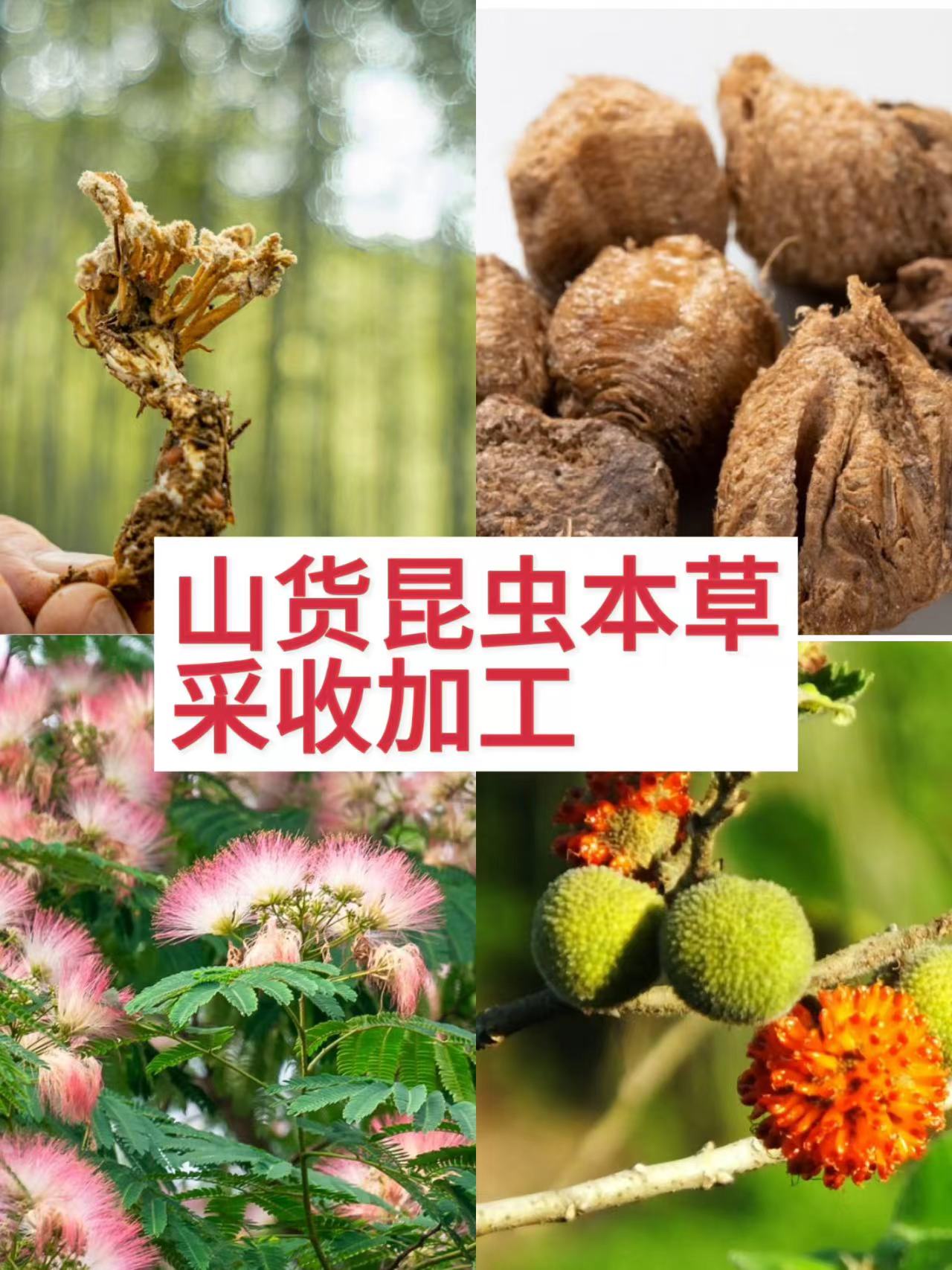 内部资料屎壳郎西瓜虫等昆虫配方本草采收加工使用