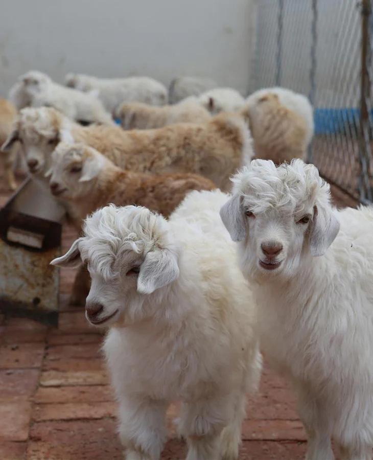 绒誉巴***经典格纹围巾！100分纯羊绒！