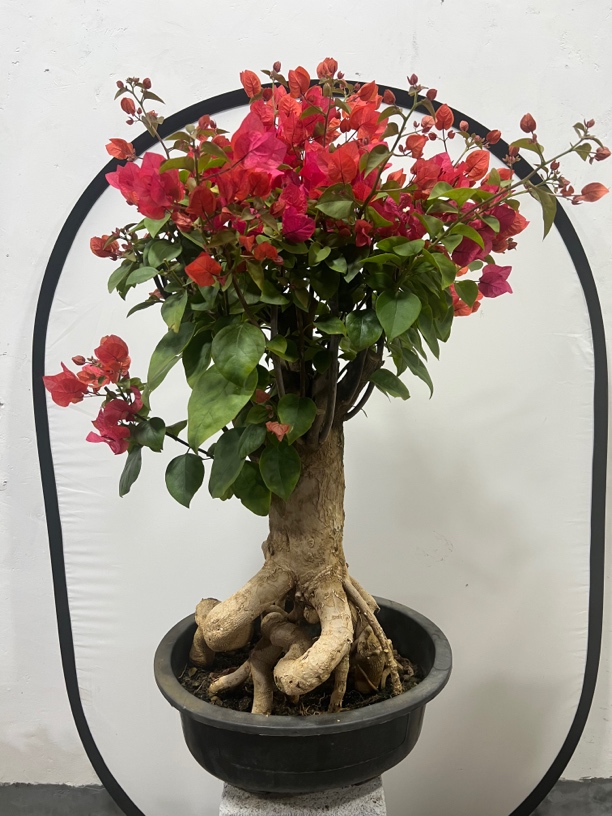 原生老桩怪根艺生桩一物一拍（运输可能掉花掉叶慎拍）