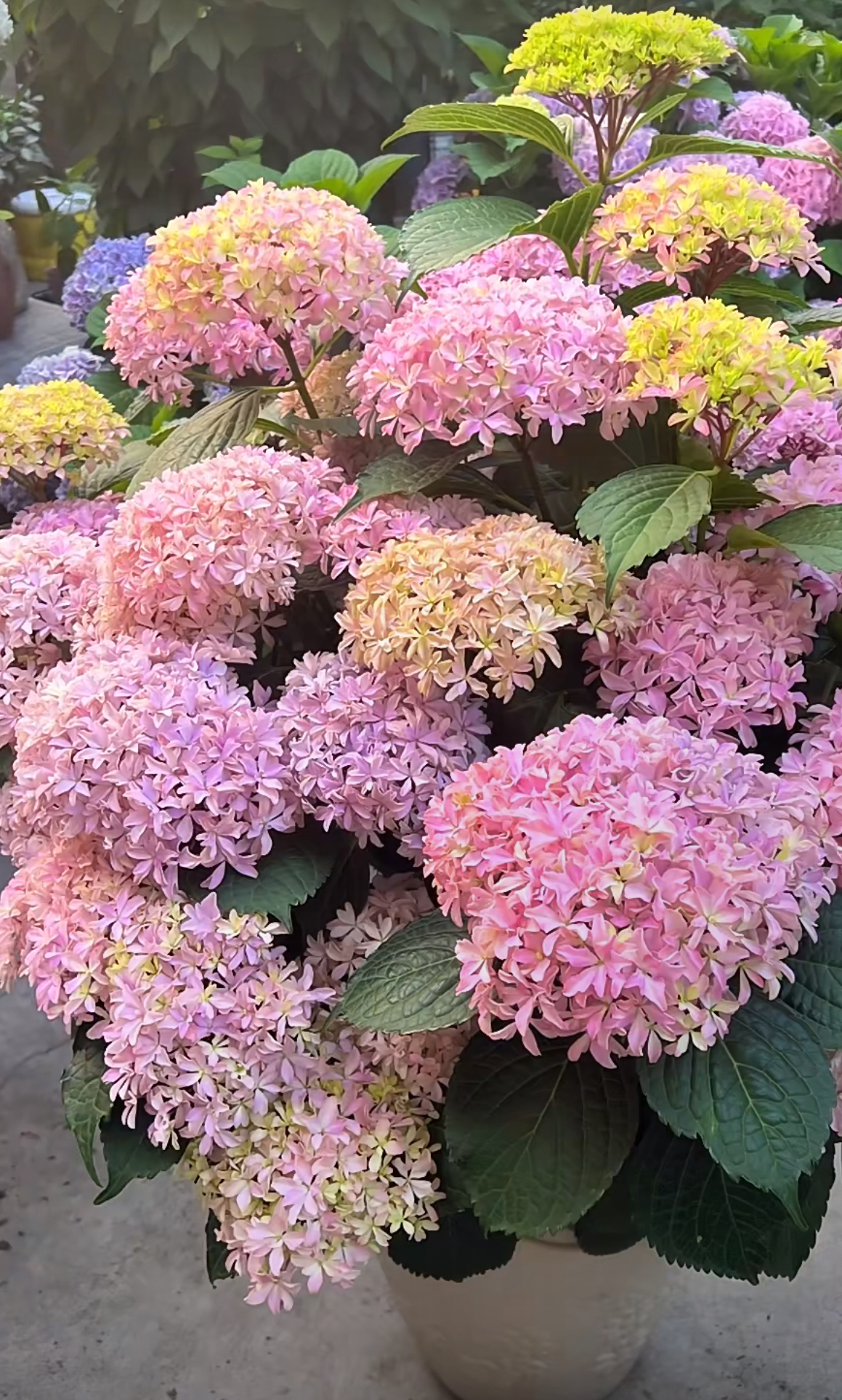 婷宝花园家-【灵感】新老枝开花-老桩无花