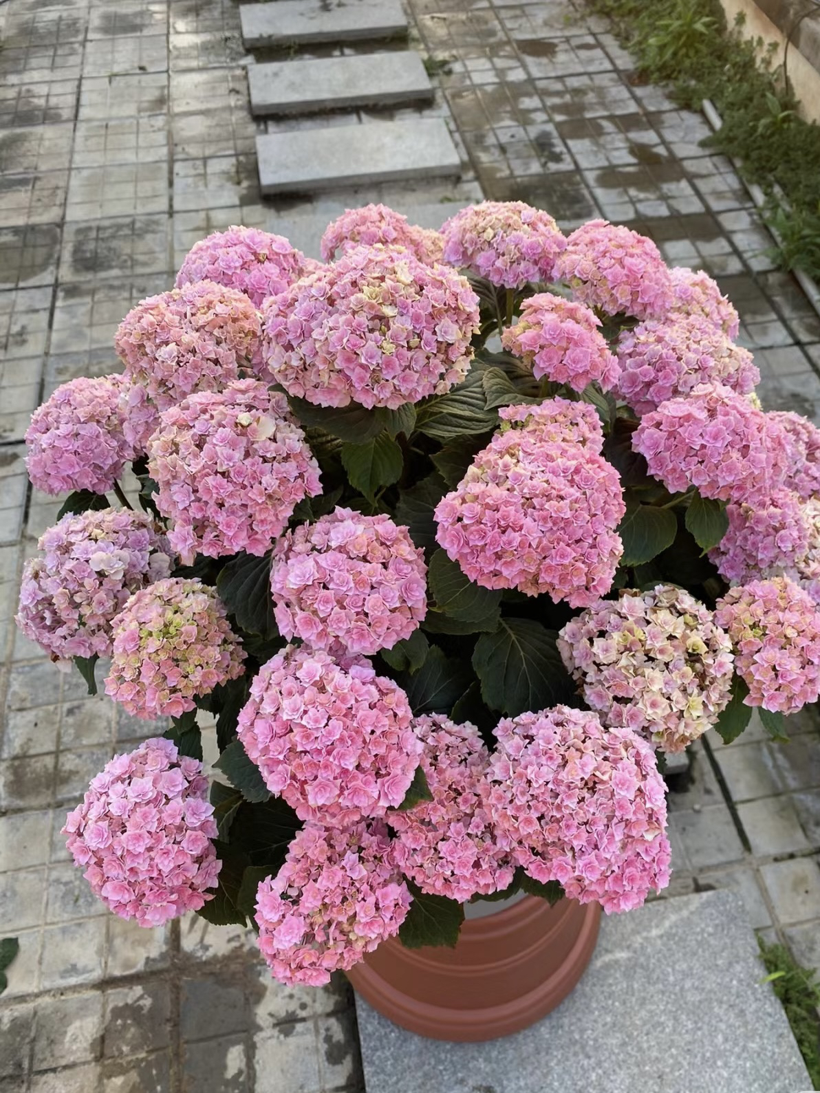 婷宝花园家-露大花绣球【精品太阳神殿】老桩子不带花发货