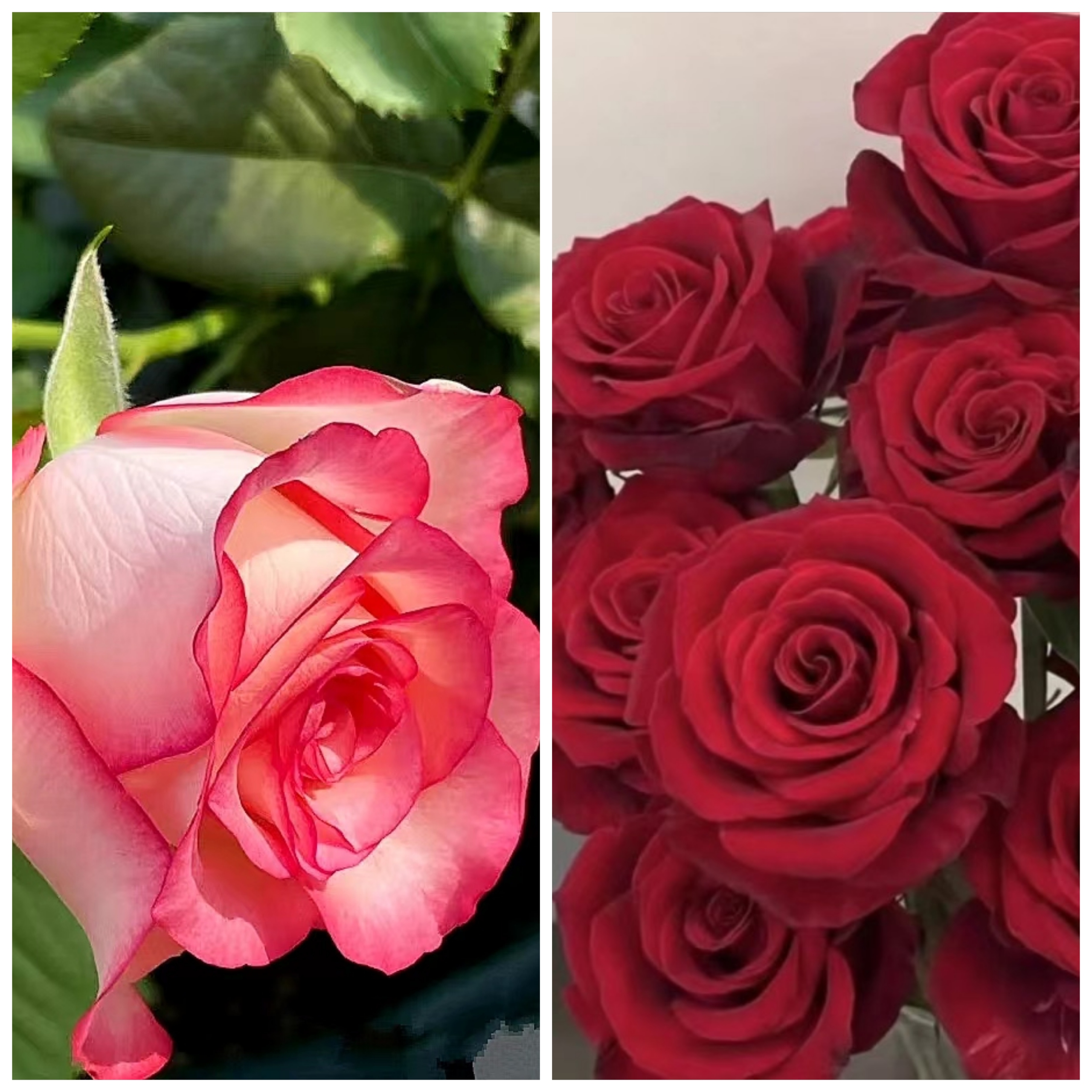 艾莎花园【艾莎玫瑰+红丝绒】浓香型四季开花花卉多分支植株庭院