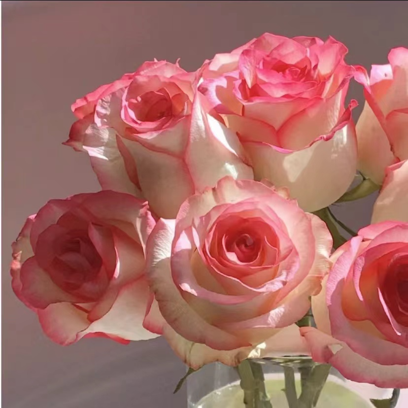 晶彩【艾莎+蓝色风暴】大花浓香型室内外月季阳台庭院养护花卉盆栽