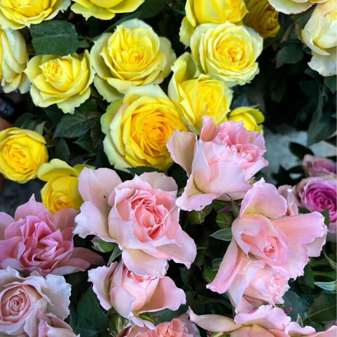 艾莎花园【2盆套餐特价】粉色+黄色月季阳台庭院花卉盆栽四季开花