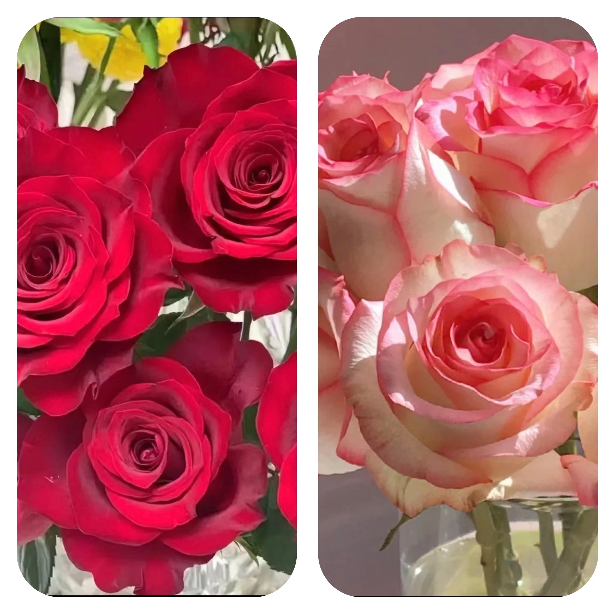 艾莎花园【爱莎+红丝绒】1加仑盆耐寒耐热月季阳台庭院花卉盆栽