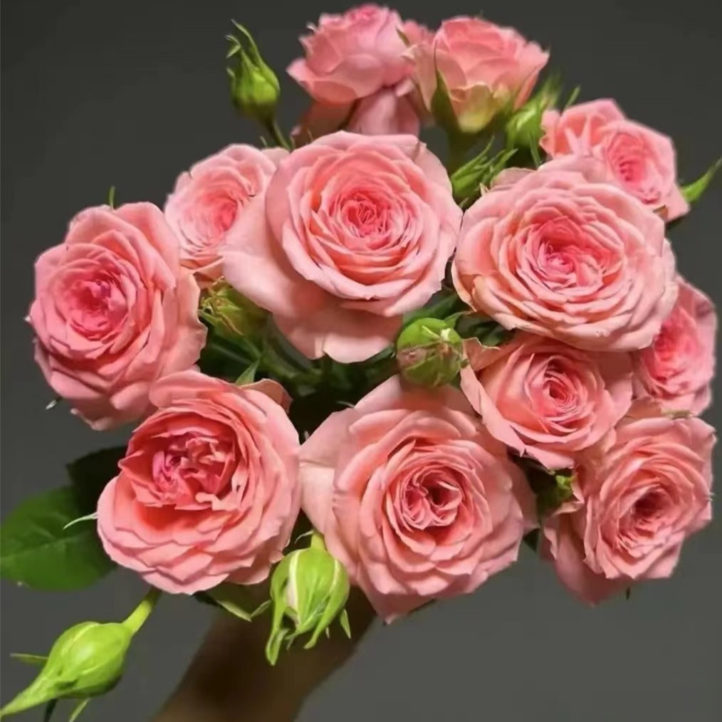 晶彩【仙度瑞拉+二乔】丰花勤花灌木月季四季生长开花庭院盆栽植栽
