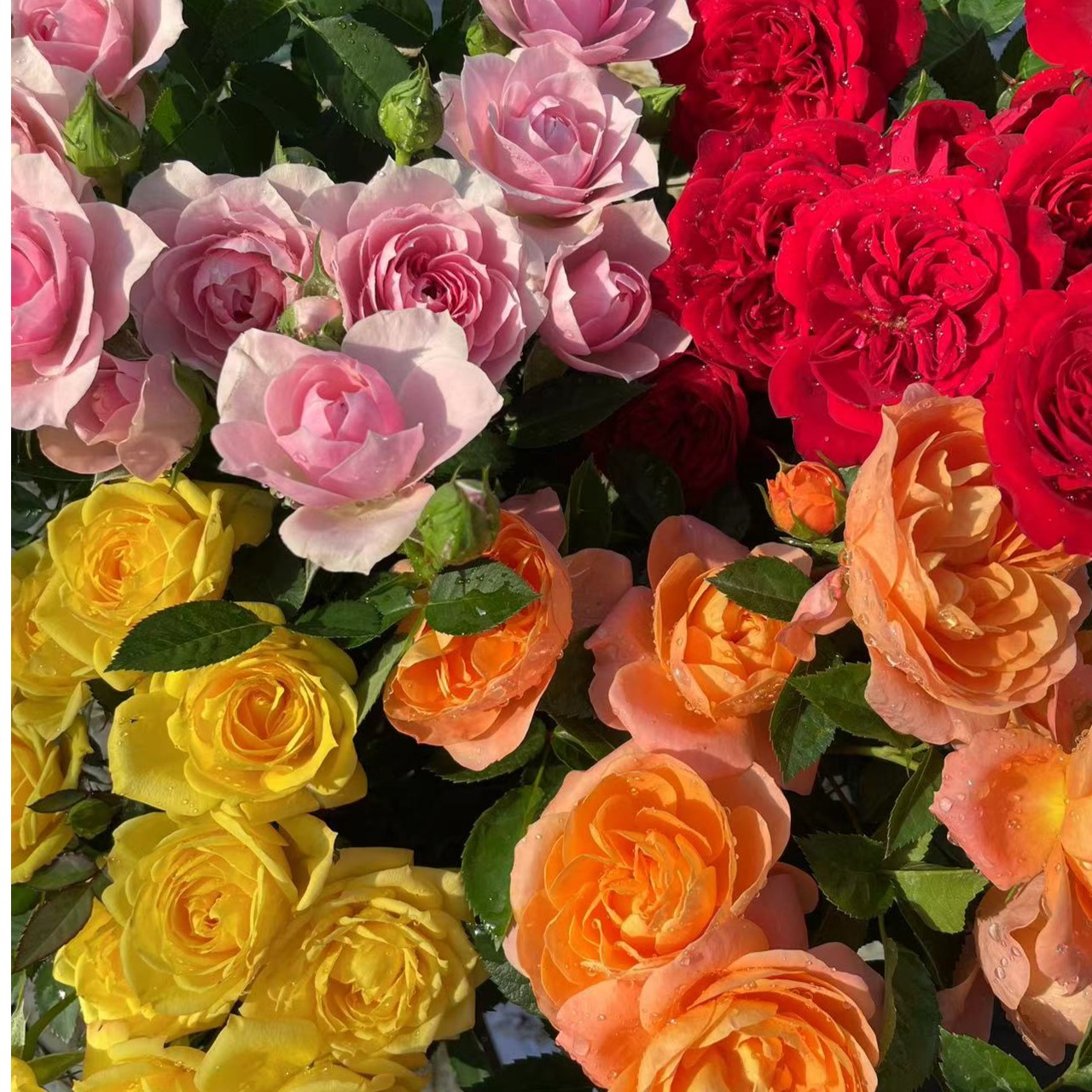 晶彩【新手套餐特价】10CM 口径盆月季阳台庭院花卉盆栽四季开花