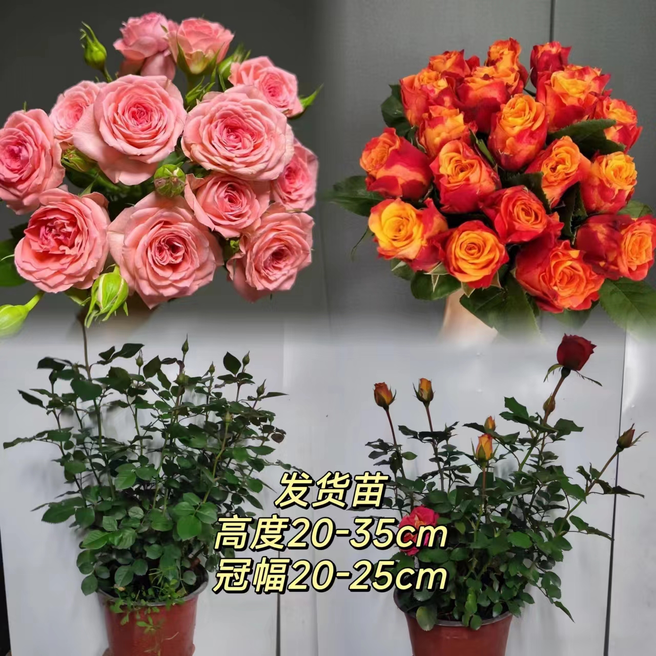 永福【仙度瑞拉+火焰】丰花勤花灌木月季四季开花庭院盆栽
