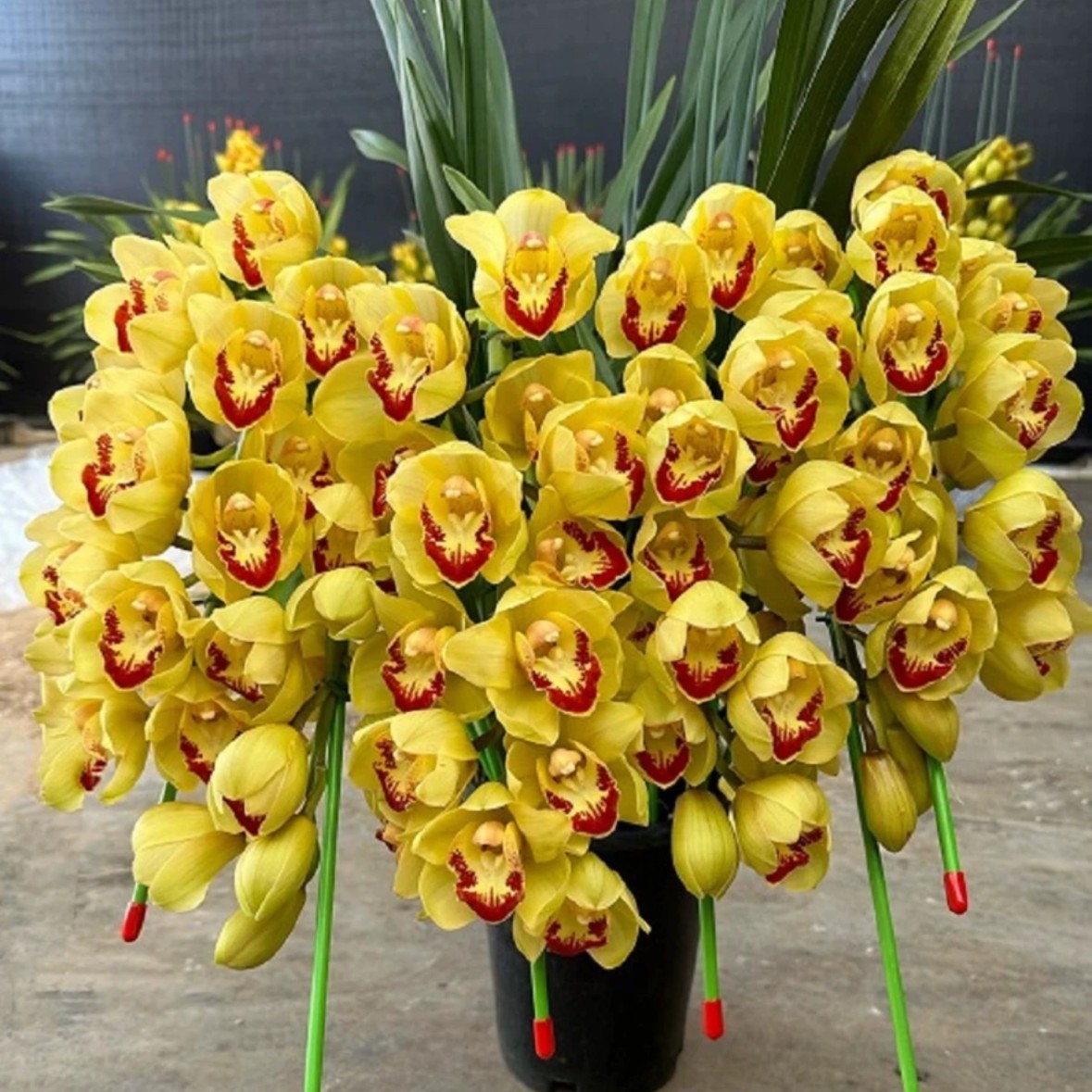 花花的宝贝【黄金岁月】大花蕙兰多年生盆栽家居精品高端花卉