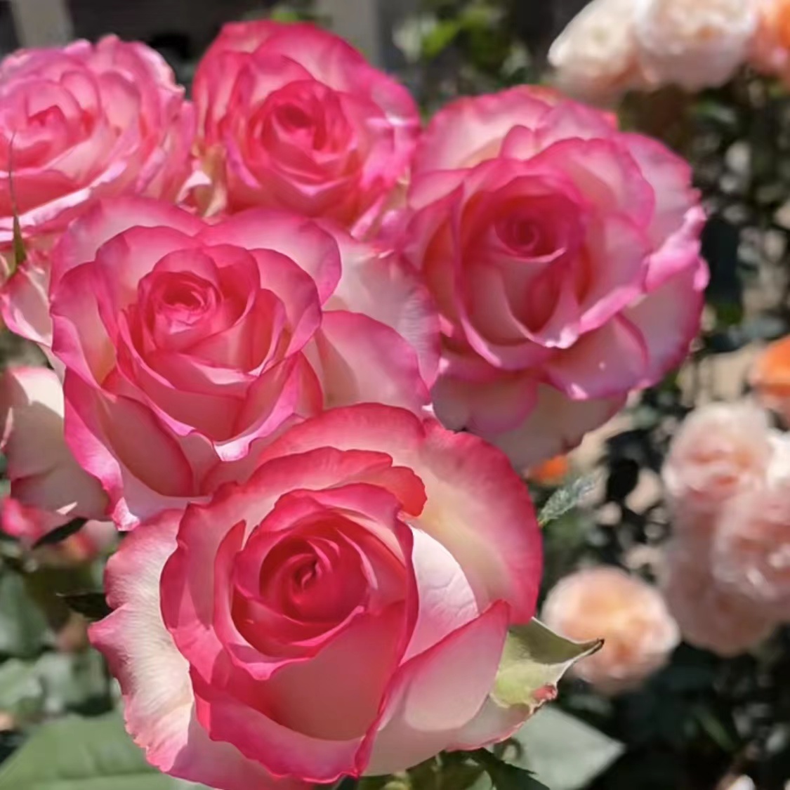 永福【艾莎玫瑰+大花美人】浓香型四季开花多分支植株庭院阳台种植