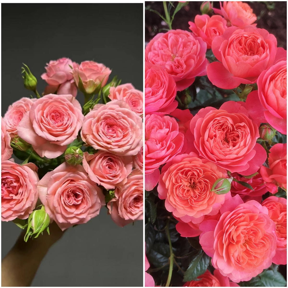 艾莎花园【仙度瑞拉+彩虹阳台】清香型四季开花新手款花卉多分支植