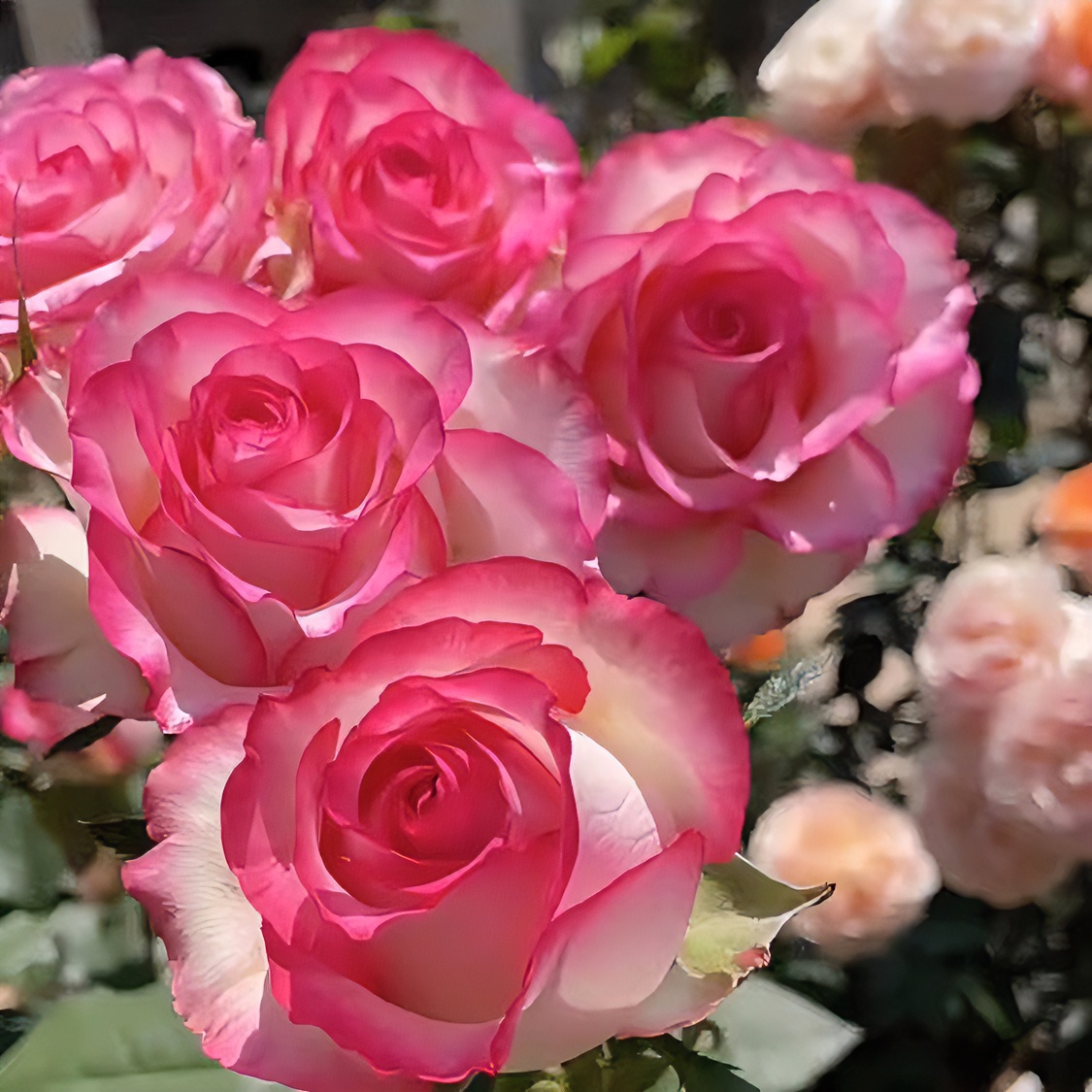 晶彩【爱莎玫瑰+多彩美人】浓香型四季开花多分支植株庭院阳台种植