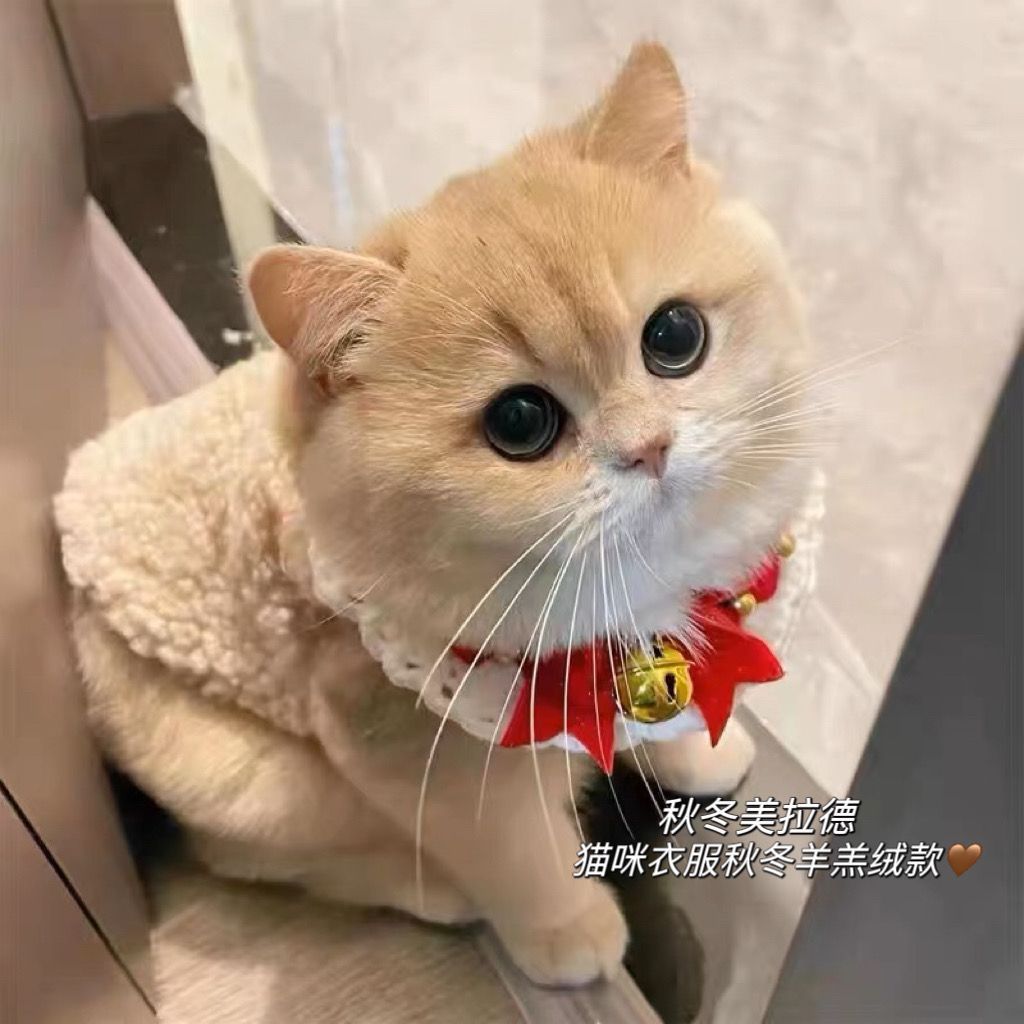 猫咪秋冬装小狗狗保暖羊羔毛马甲加厚棉衣小型犬两脚衣宠物棉马甲