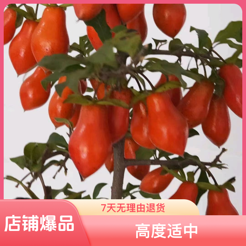 盆景素材一物一拍欢迎光临  老鸦柿 安徽铜陵实物