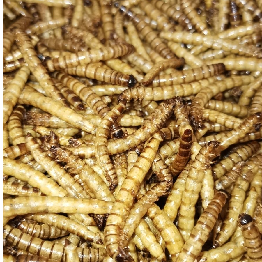 【甲通优选】大麦虫鸟食虫干仓鼠零食龙鱼非活体鲜活仓鼠粮食