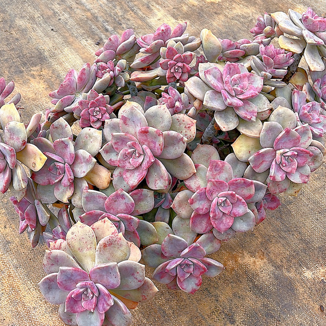 【福利大紫乐一棵】 轻微断枝掉叶 不售后不包损  一单包邮