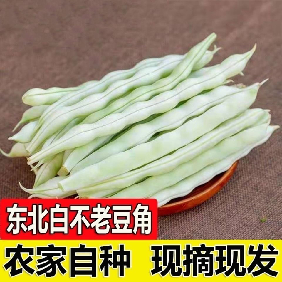 白豆角白不老豆角芸豆当季白芸豆新鲜蔬菜现摘现发3斤5斤 