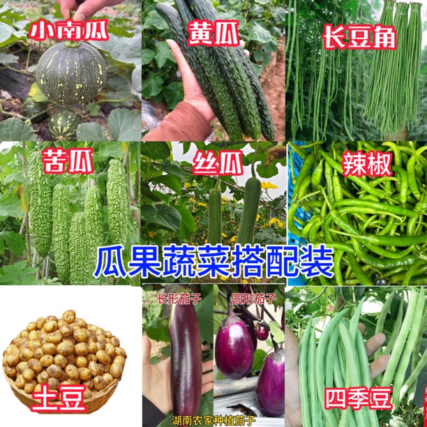 湖南衡阳耒阳农家自种瓜果蔬菜辣辣茄子豆角青瓜南瓜苦新鲜发货