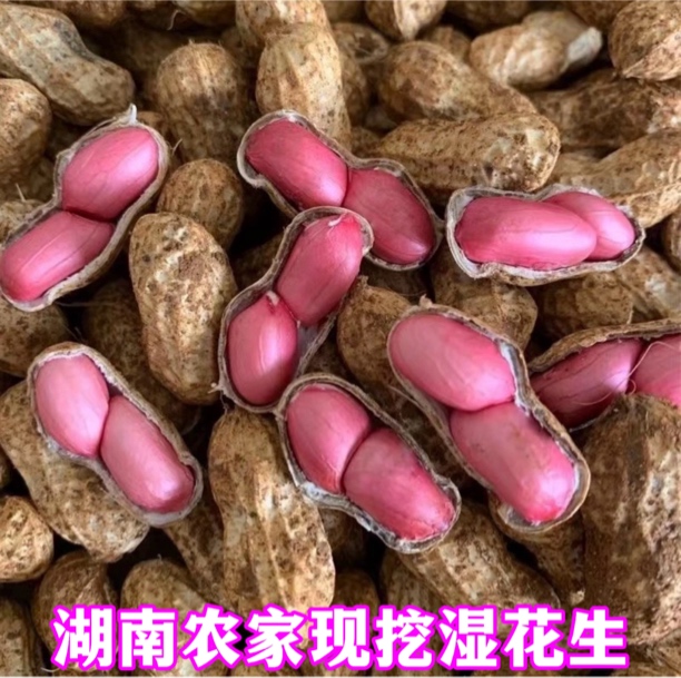 新鲜现挖带泥壳红皮粉皮湿花生农家自种可水煮