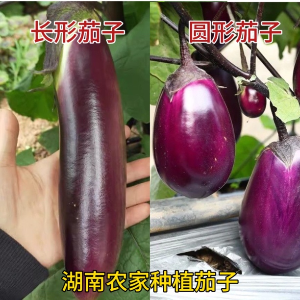 湖南农家露天种植茄子圆形茄子长形茄子当天采摘新鲜发货