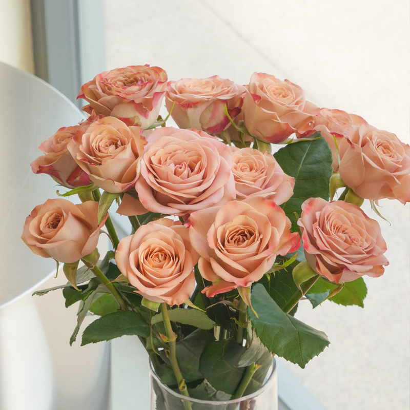 【卡布奇诺玫瑰】顺丰包邮玫瑰山东基地直发温室鲜花批发部分次日达