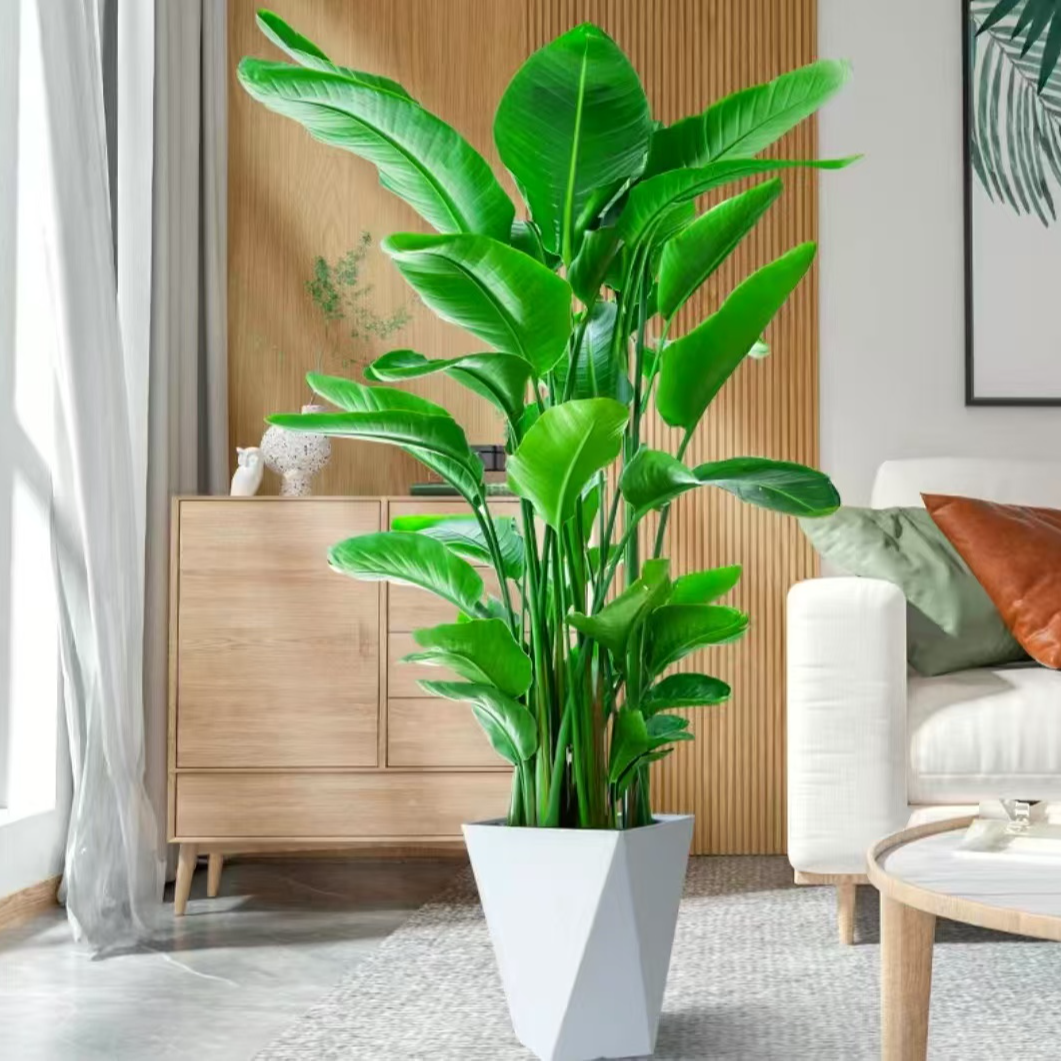 天堂鸟盆栽客厅室内好养大型落地绿植真花办公室大叶植物鹤望兰