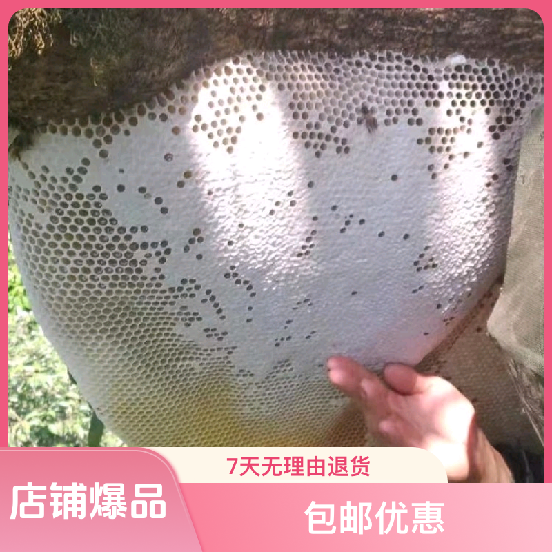 全封盖大挂蜂巢蜜天然原始森林产出高品质蜂蜜野生无法人工养殖