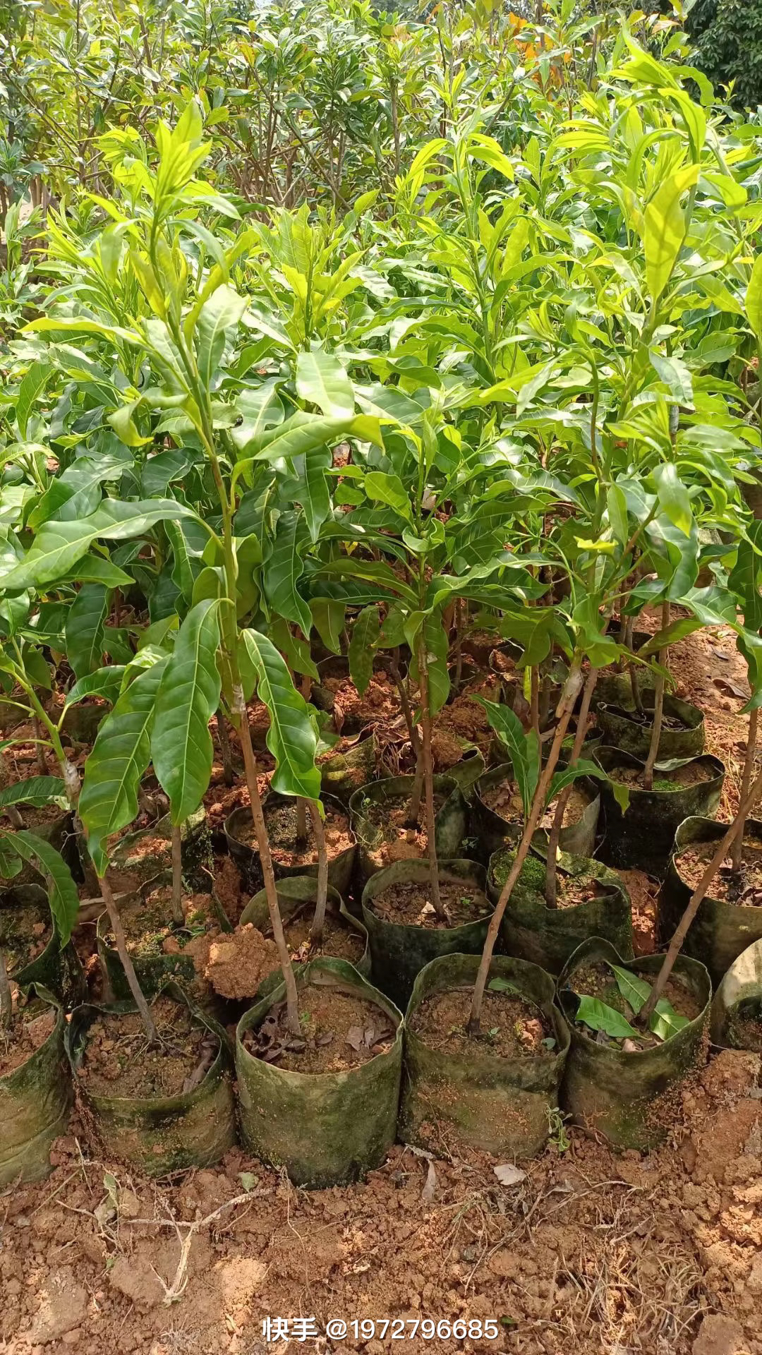 黄晶果（黄宝石）中苗苗圃