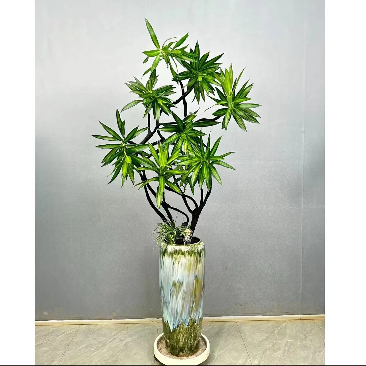 百合竹鸭脚木客厅书房造型植物家居百合绿植大盆栽造型老桩