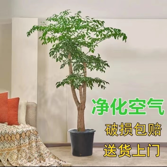 幌伞枫幸福树大型绿植发财树盆栽室内招财寓意老桩客厅百合竹竹子