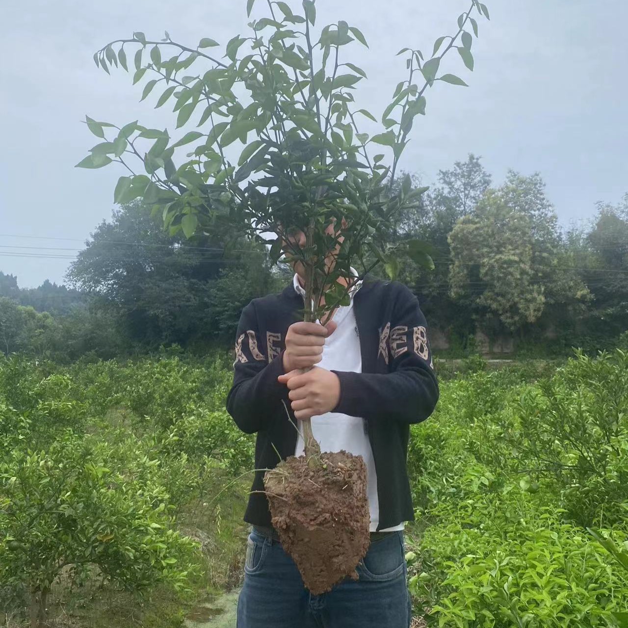 一物一拍盆栽地载