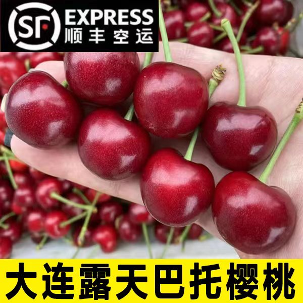 【北纬38度】大连露天巴托大樱桃酸甜可口  3斤/5斤 26-30mm