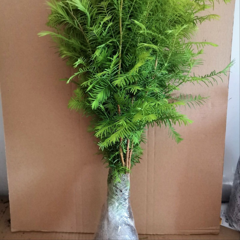 水杉树苗  苗圃基地直销 南北方种植水杉苗庭院绿化苗木四季种植