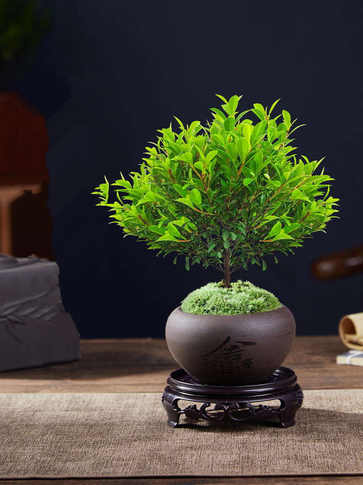 小叶赤楠好养好活绿植桌面摆放