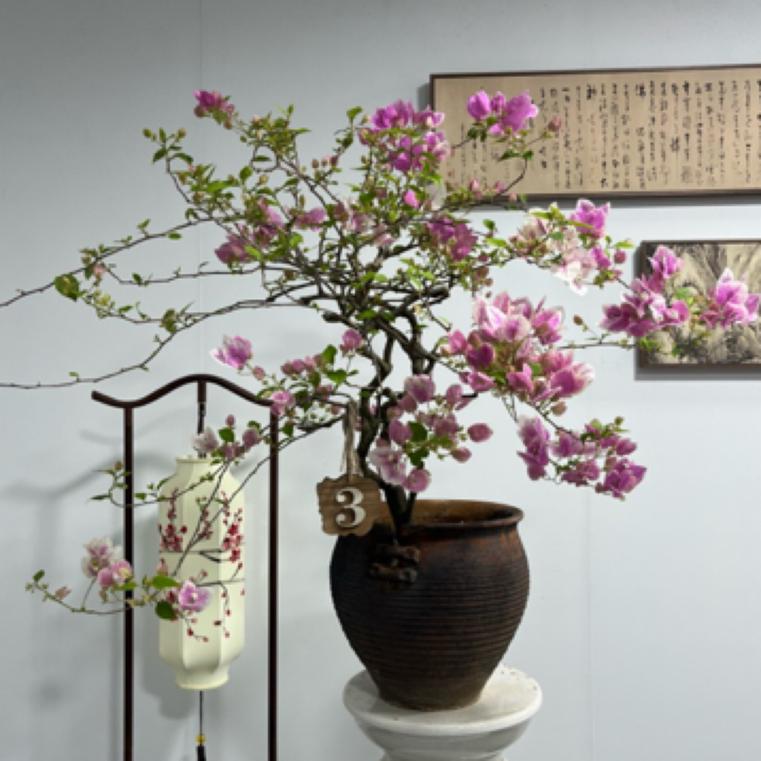 三角梅盆景(一物一拍)