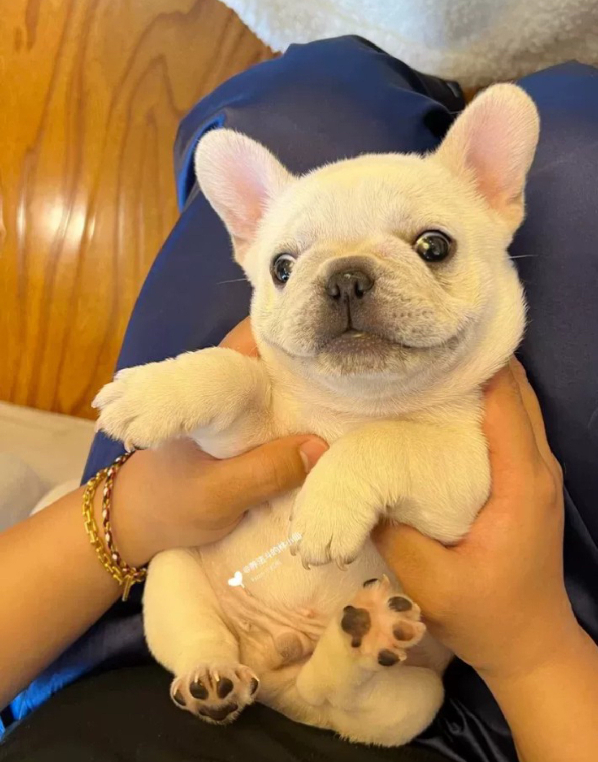 法国斗牛法斗幼斗牛犬法牛斗牛小型犬家养宠物法斗狗狗卫衣