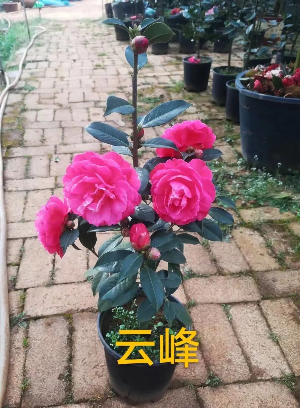 【仟心】2-8年精品云南山花云峰茶易养护耐霜寒窗台办公桌阳台