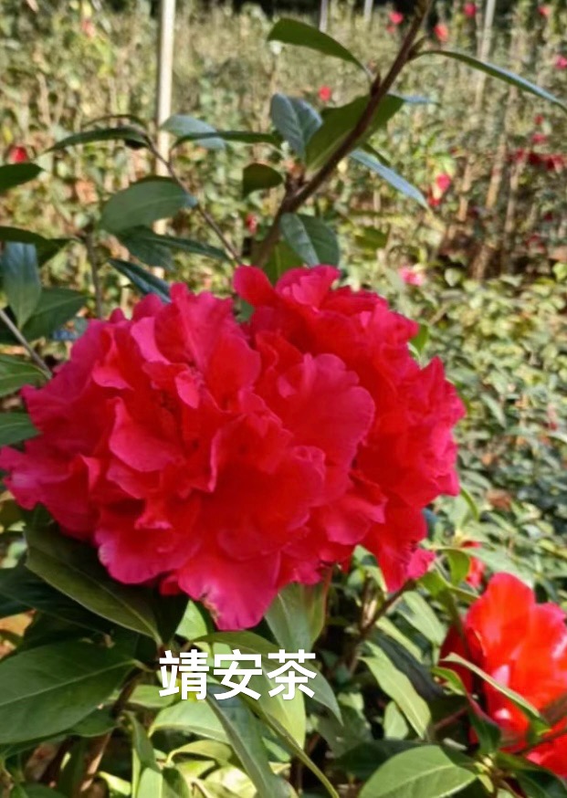 【仟心】2-8年精品云南山茶靖安茶壮苗易养护耐霜冻窗台客厅