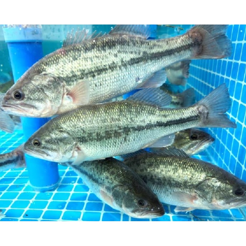 鲈鱼一条约500g-550g